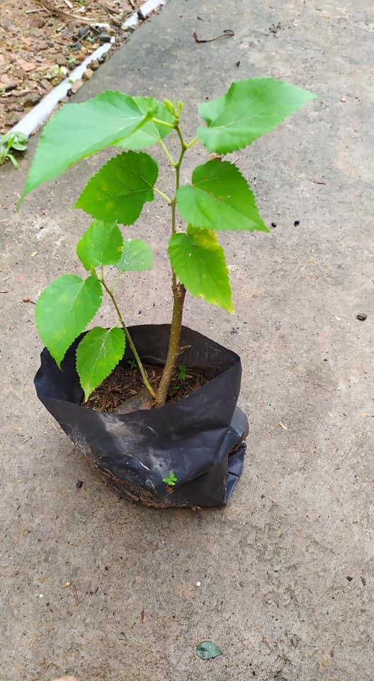 Cây Dâu Tằm Quả To