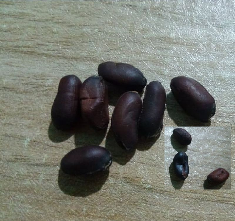 Hạt giống cây mai trung quốc hoa trắng( gói 5 hạt) -
