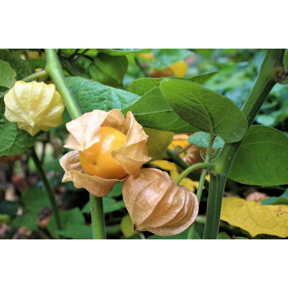 [HCM]HẠT GIỐNG TẦM BÓP NAM MỸ (300 HẠT)