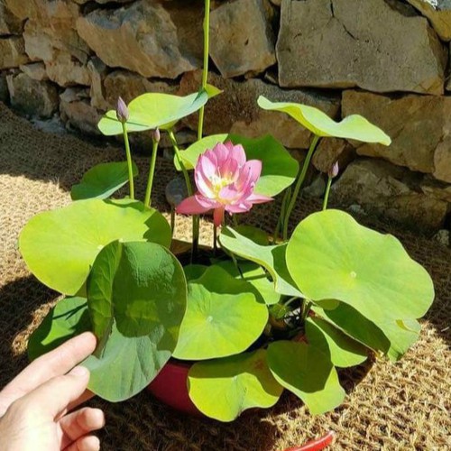 Hạt giống sen mini Nhật gói 10 hạt ( 4 màu: hồng, đỏ, trắng, phớt hồng)