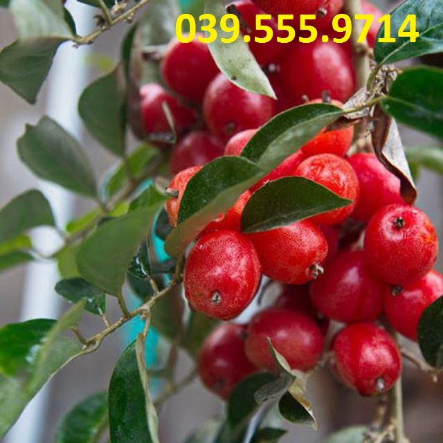 Cây Giống Nhót Ngọt Siêu Quả