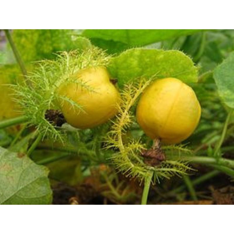 Quả lạc tiên khô (Quả trùm bao) thơm ngon 100g