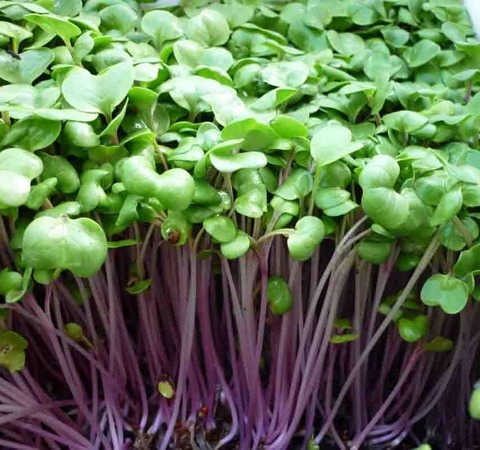 "Gói 30Gram "Hạt giống mầm củ cải đỏ (ITALIA) [Seeds]