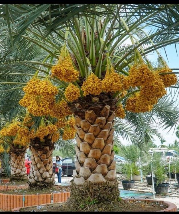 Hạt giống cây chà là Israel- 1 gói 5 hạt ( nảy mầm tốt )