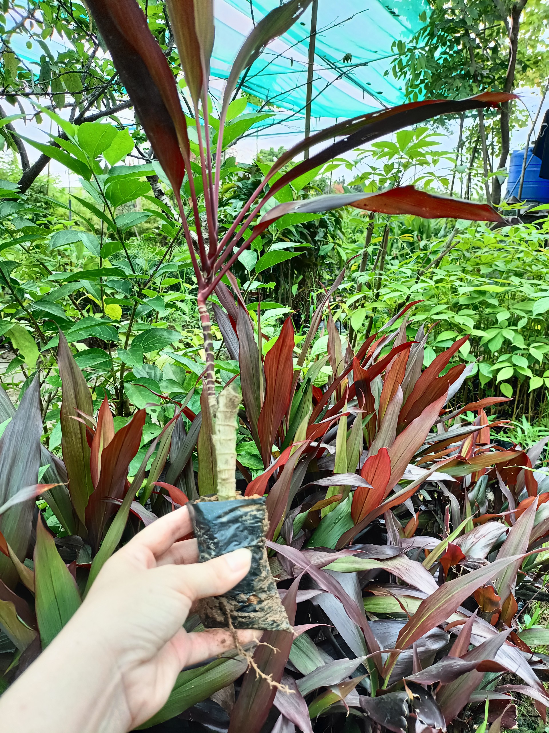 Cây giống huyết dụ