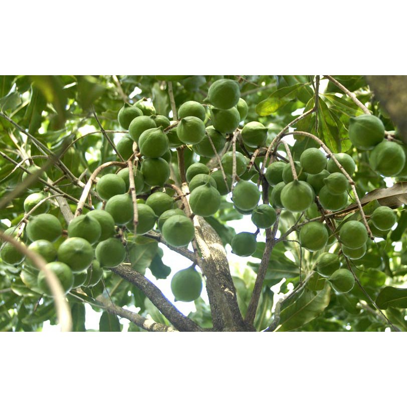 sấu bao tử dầm giòn