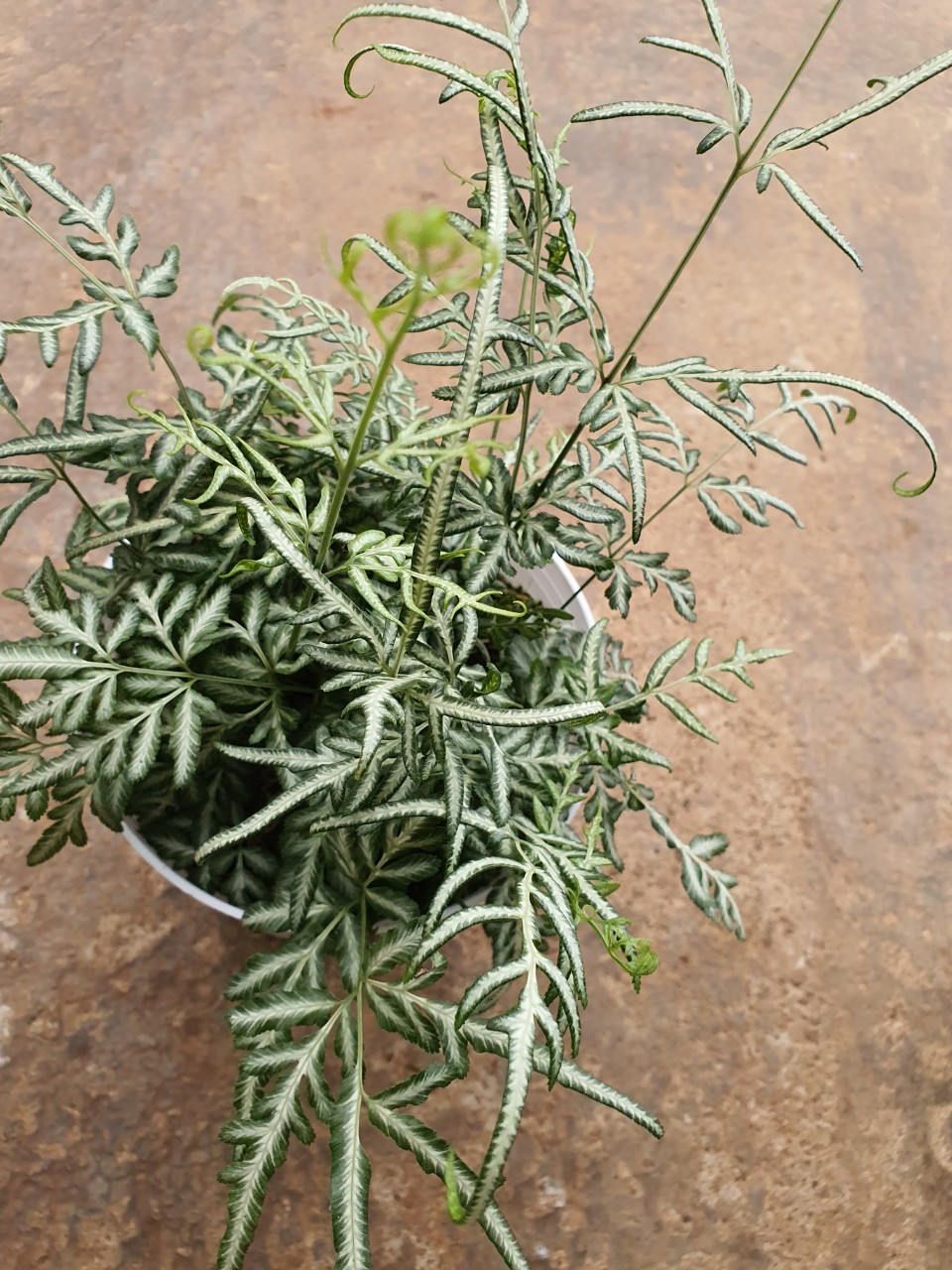 Lữ phụng tiên siver lace fern- chậu lớn.