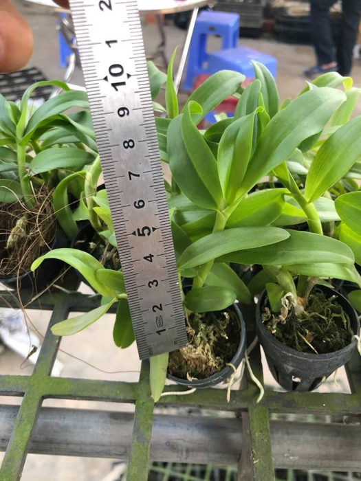 lan phi điệp 5 cánh trắng Phú Thọ cây giống 7 -10cm