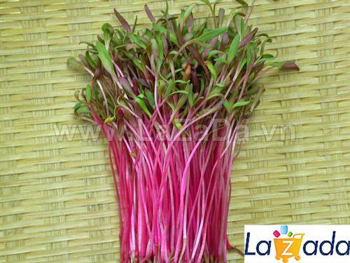 1KG Hạt Giống Rau Mầm Củ Dền Đỏ (| Y2*W21)