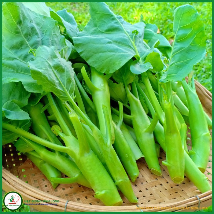 Hạt giống rau cải ngồng làn ( cải rổ ) ( tặng phân bón kích mầm ) .