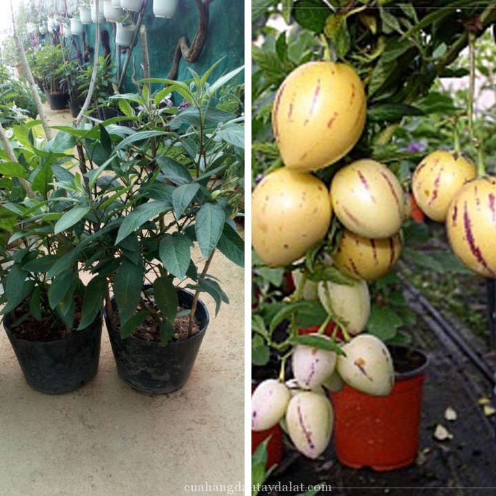 #Hạt Giống Dưa Pepino