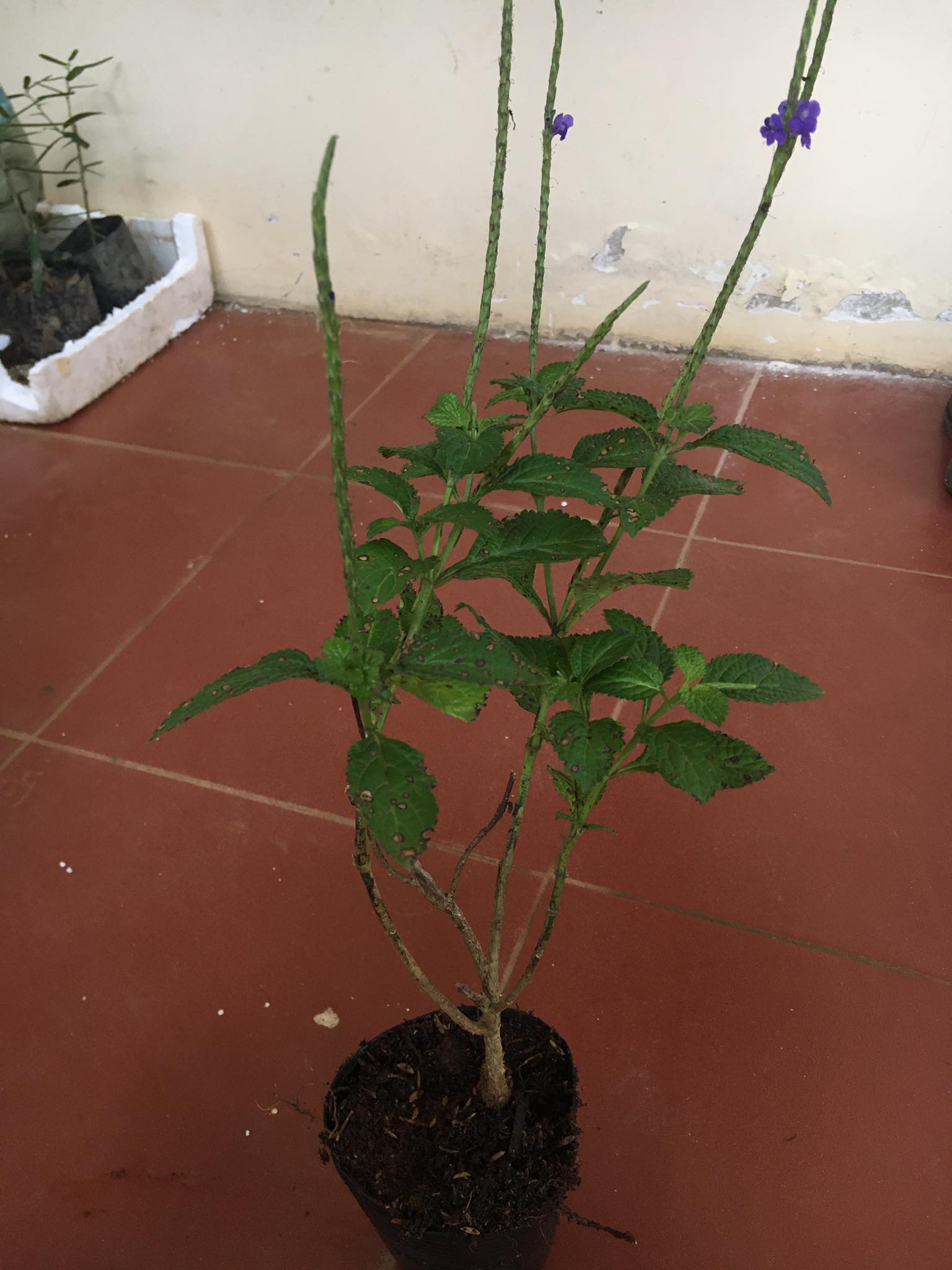 Cây giống Đuôi Chuột (mạch lạc)