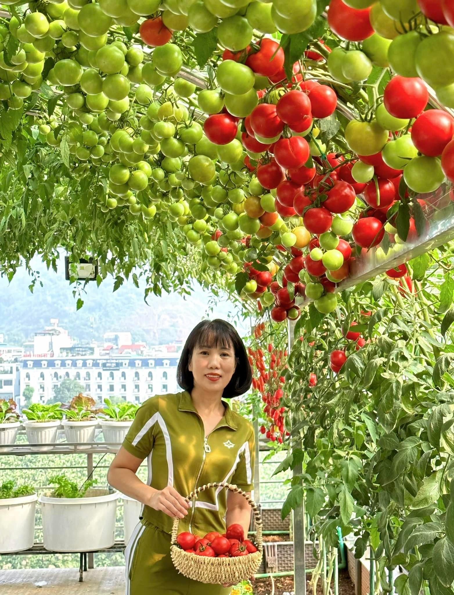 Hạt Giống Cà Chua Leo Giàn ( cà chua bạch tuộc ) Nga - Gói 10 hạt