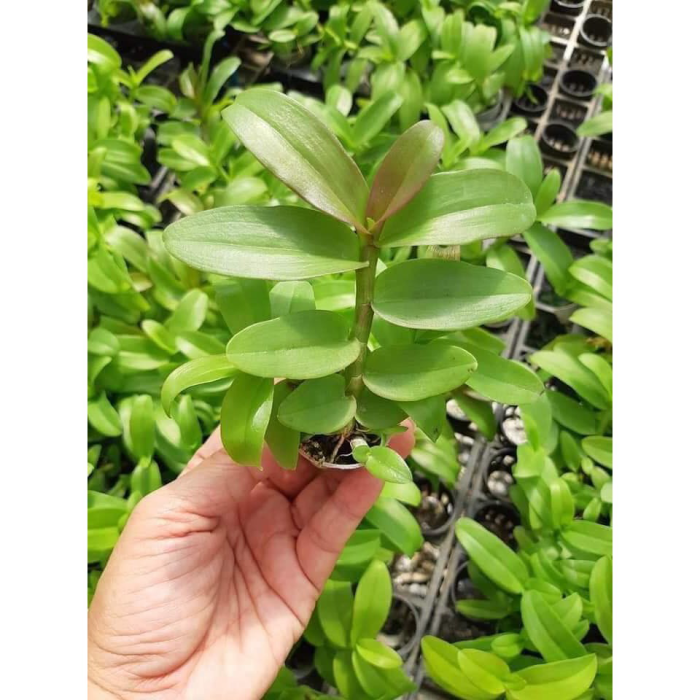 Lan phi điệp 5ct cây giống năm 2