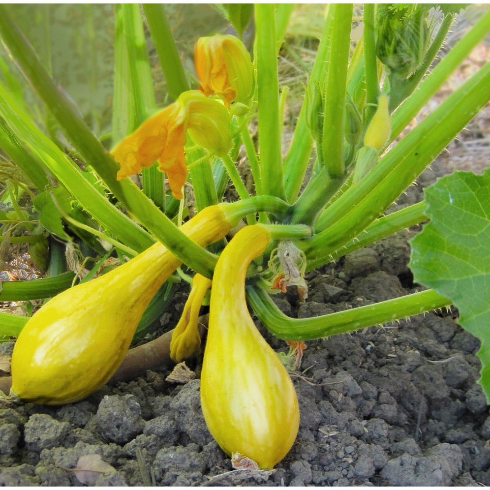 Hạt giống bí thiên nga - gói 5 hạt