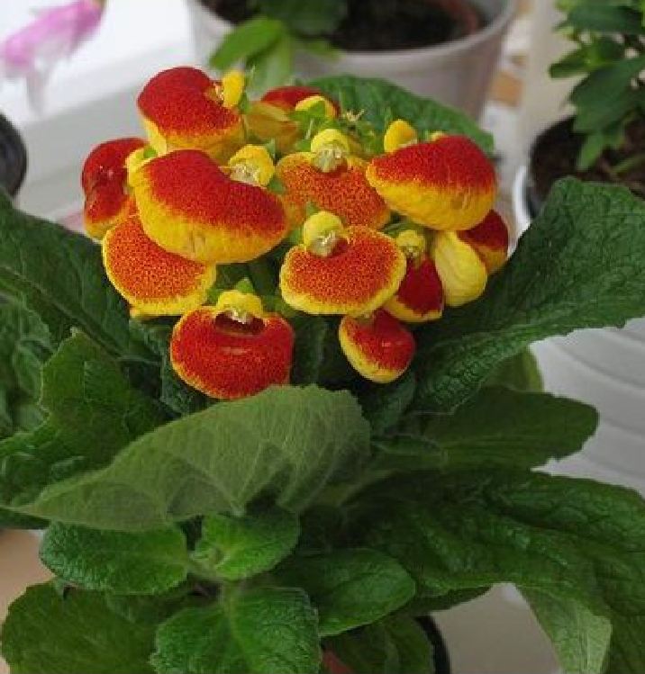 Hạt Giống Hoa Huyền Sâm Nhiều Màu - Gói 20 hạt