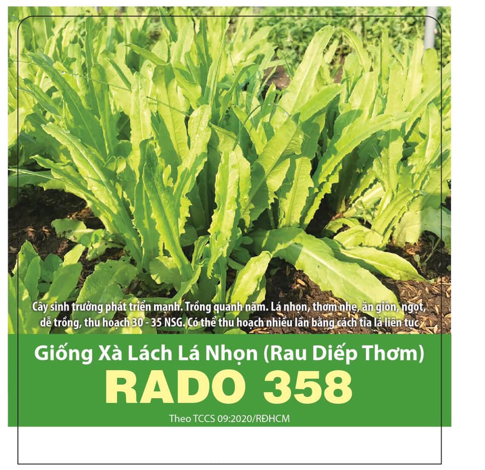 Hạt giống xà lách lá nhọn 10gr