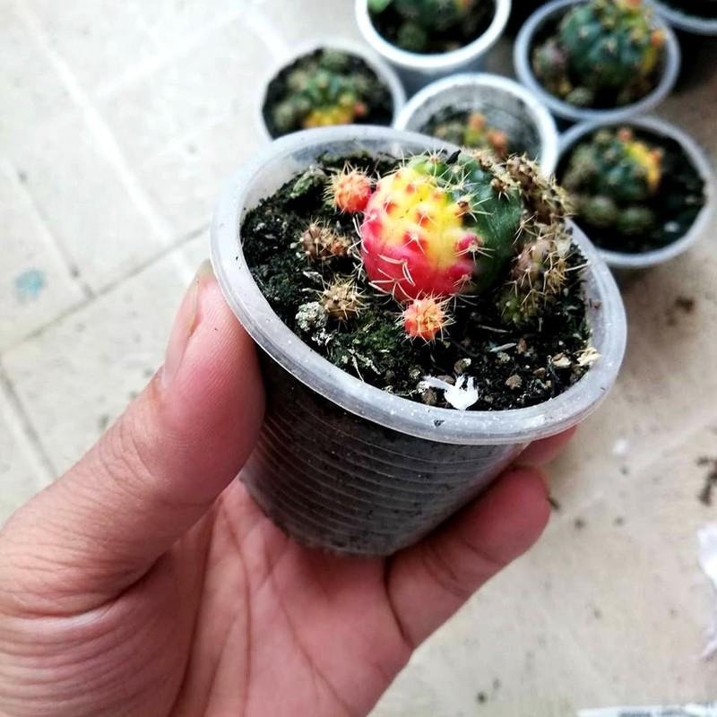 xương rồng damsi lem