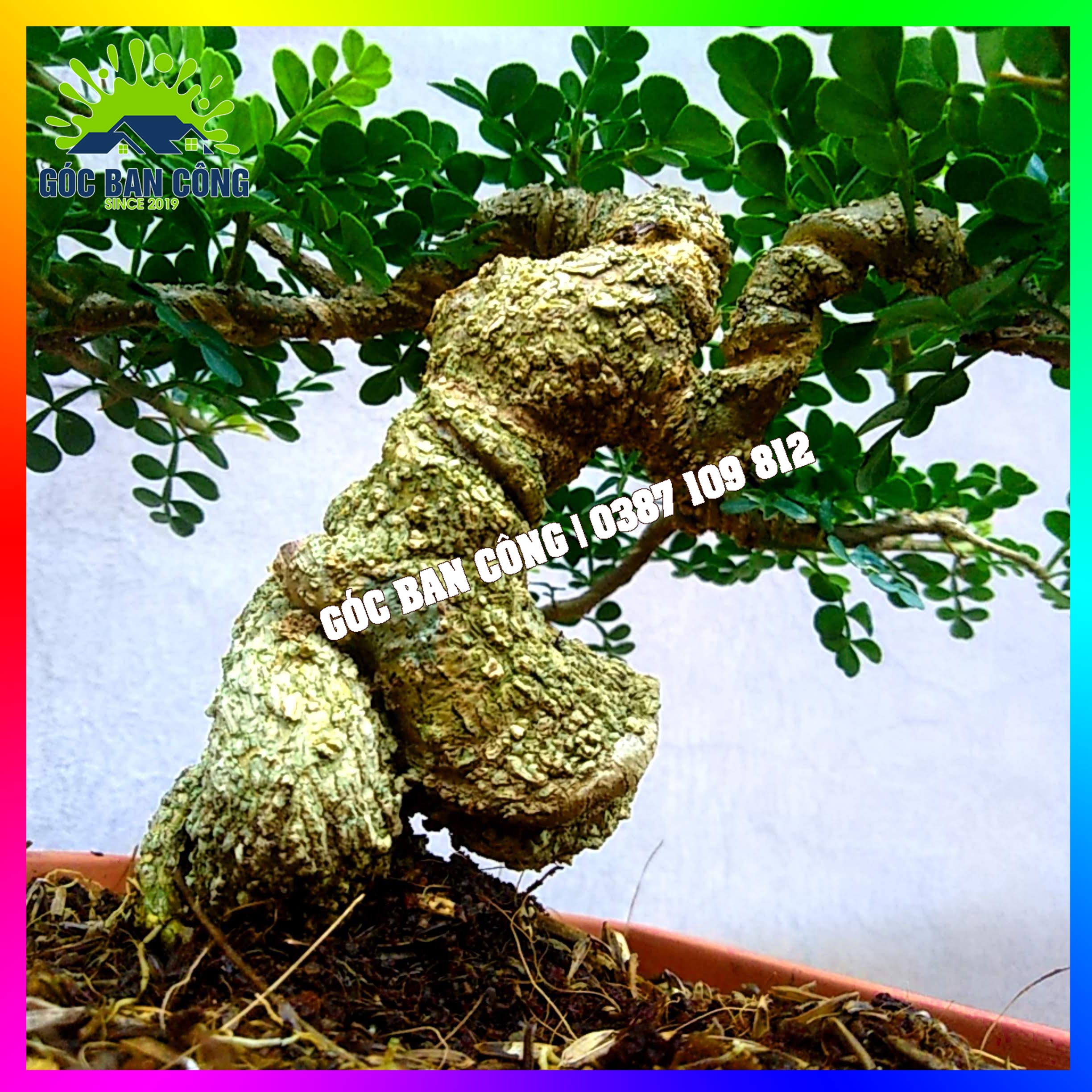 Cây Cần Thăng Bonsai Mini - CTHBS03