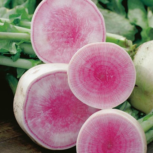 Hạt Giống Củ Cải Trắng Hồng Rạng Đông 1gram