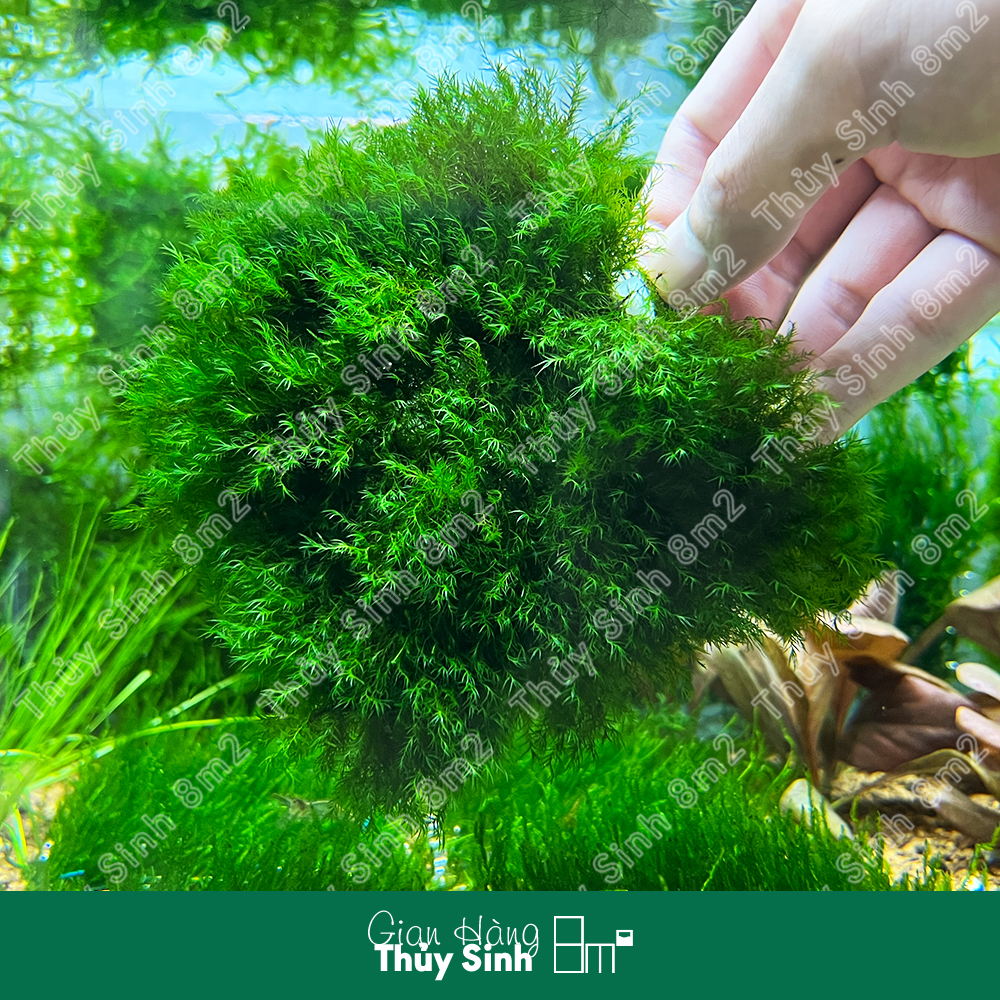 Rêu us fiss - rêu thủy sinh | gắn lũa, trang trí hồ tép - 8m2
