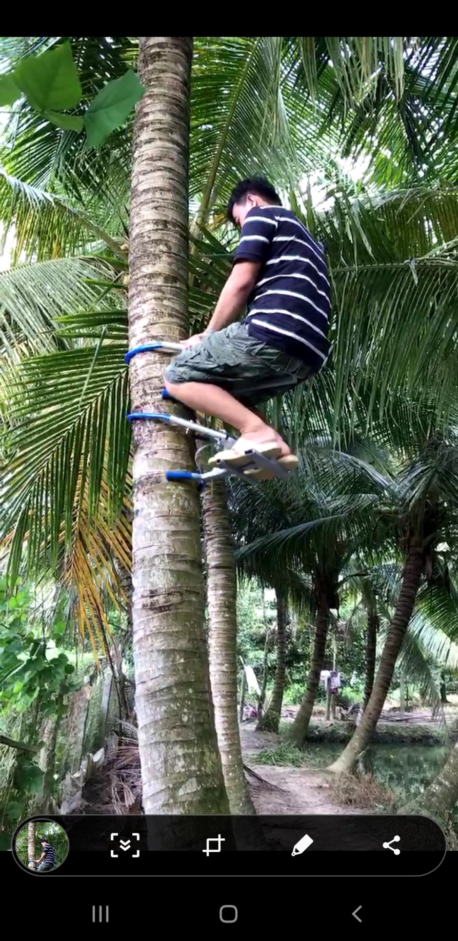 DỤNG CỤ LEO CÂY DỪA KIỂU NGỒI LEO