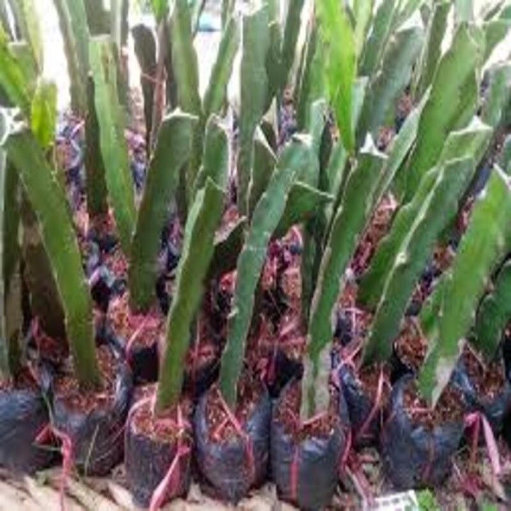 Cây giống thanh long ruột đỏ