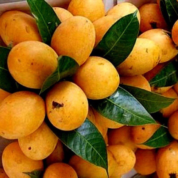 Cây giống Thanh trà ngọt - C087