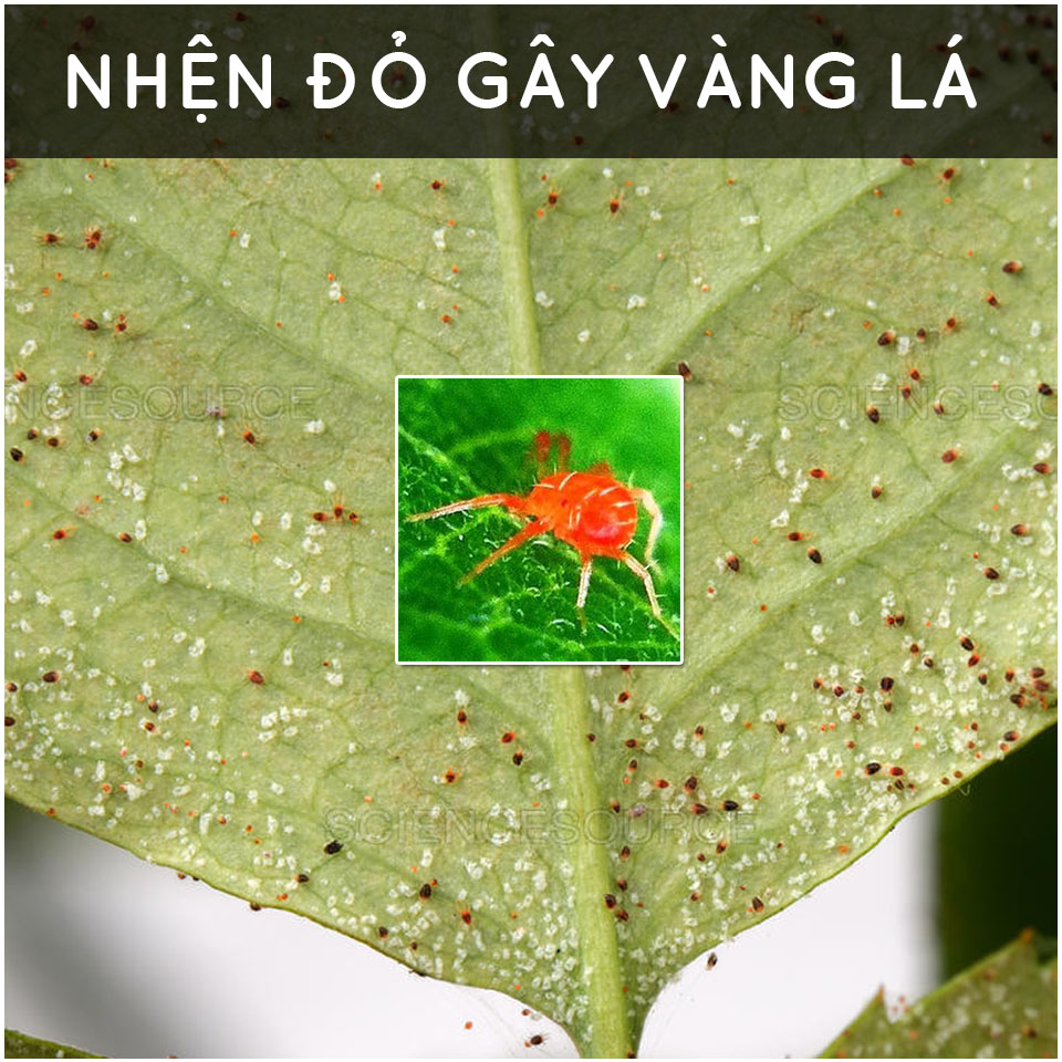 [HCM]Dầu Neem nguyên chất ép lạnh - ban công xanh