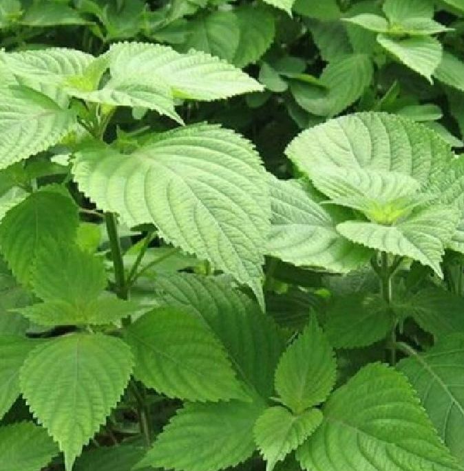 Hạt giống cây rau kinh giới -gói 1gram