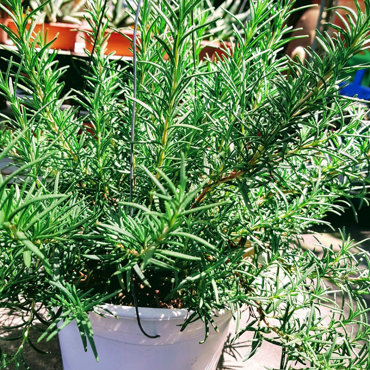 Hạt Giống Cây Hương Thảo (Gói 15 hạt) Lâu Năm, Sinh Trưởng Mạnh