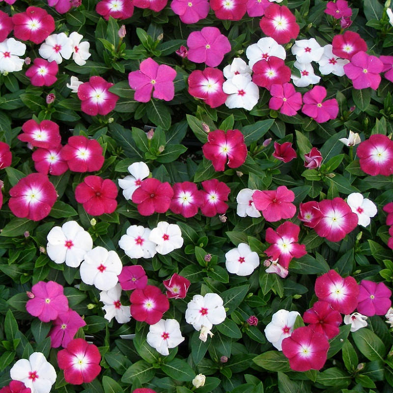 Hạt giống hoa dừa cạn đứng mix màu