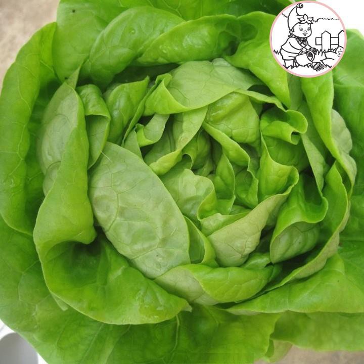 Hạt giống xà lách Búp - Gói 2 gram
