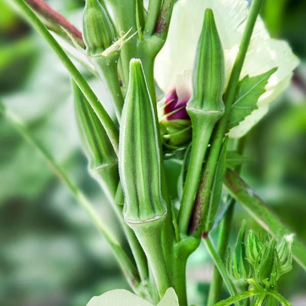Hạt giống đậu bắp xanh cao sản