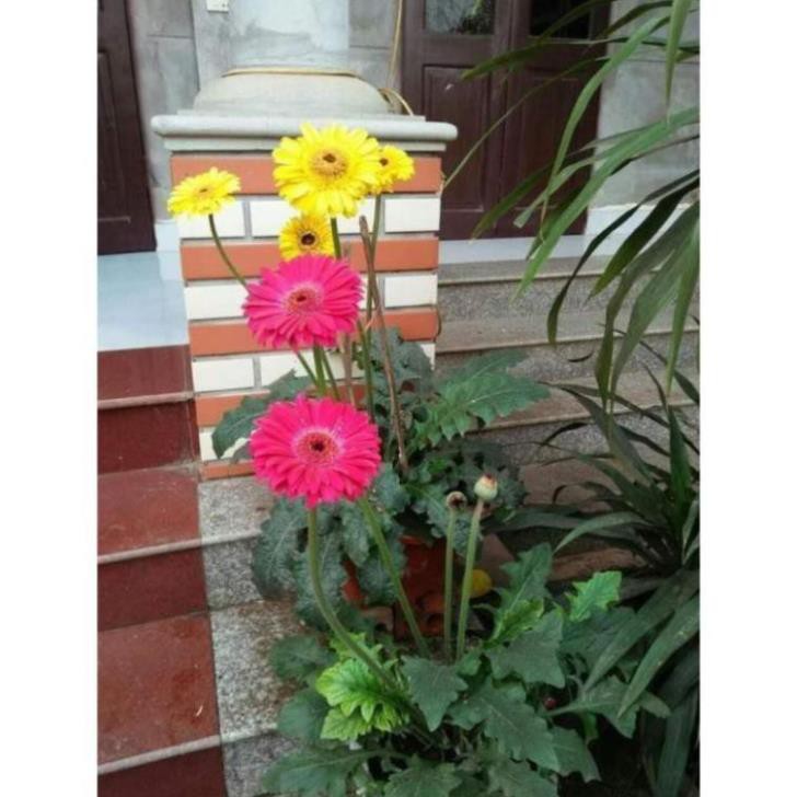 Hoa đồng tiền khóm to sẵn nụ