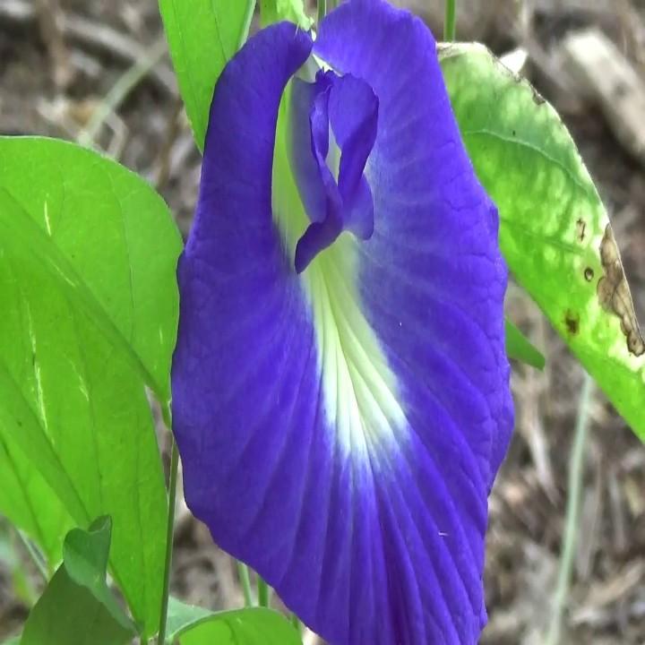 [HCM]Hạt giống bông biếc butterfly pea