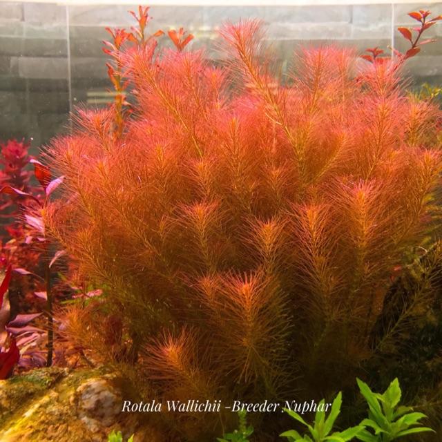 CHỈ ĐỎ - LUÂN THẢO ĐỎ - Rotala wallichii (20 nhánh)