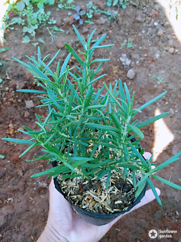 Cây hương thảo nhỏ rosemary cây đẹp cam kết chượng lượng