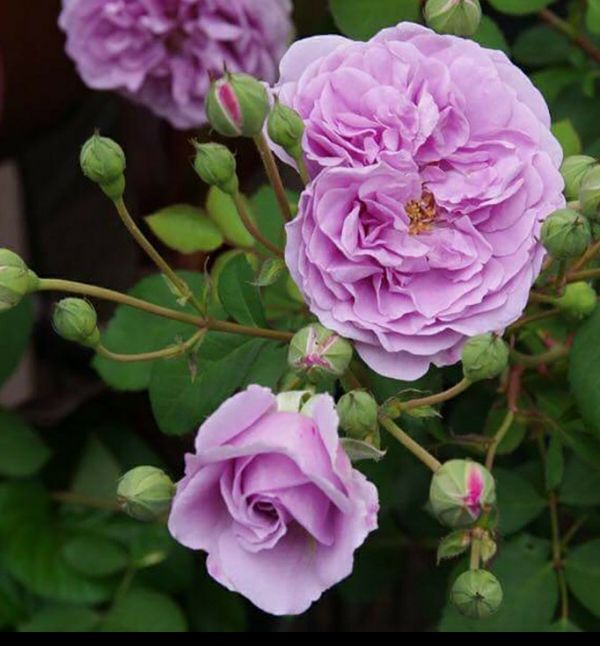 COMBO 3 Cây Hồng Ngoại RAINY BULE