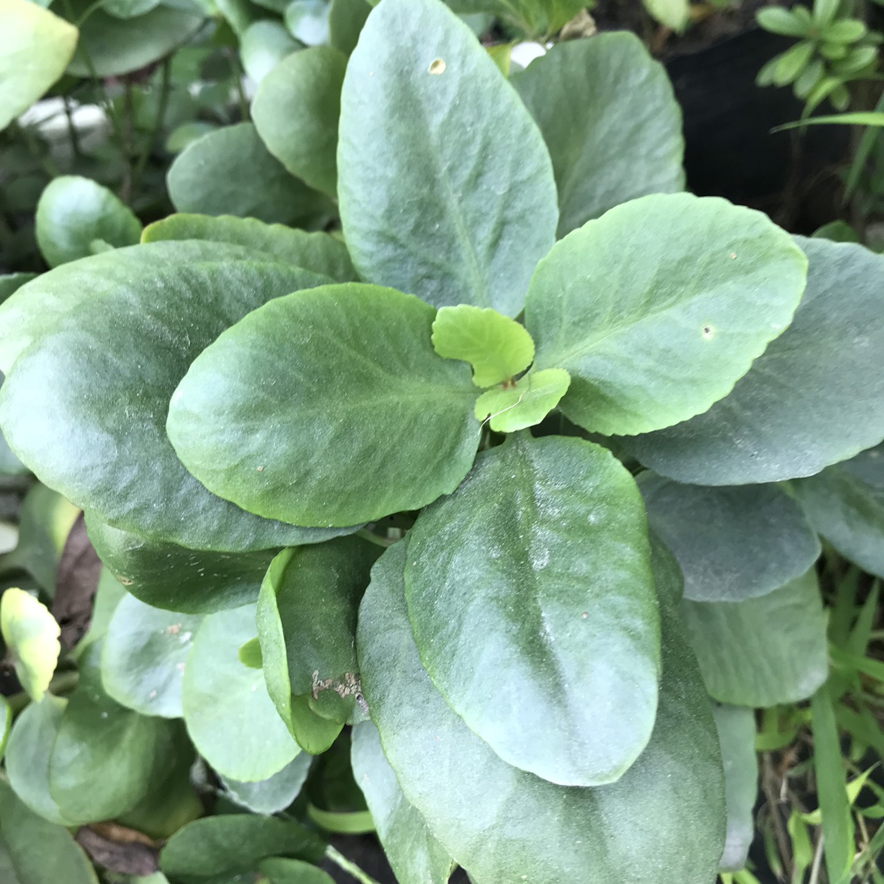 CHẬU CÂY ĐỂ BÀN SỐNG ĐỜI HOA ĐỎ