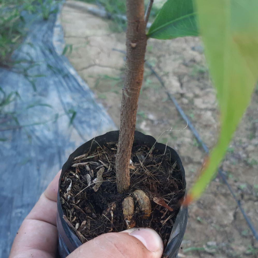 2 cây mai vàng con cao 30cm-40cm giá rẻ, ngâm kích mần