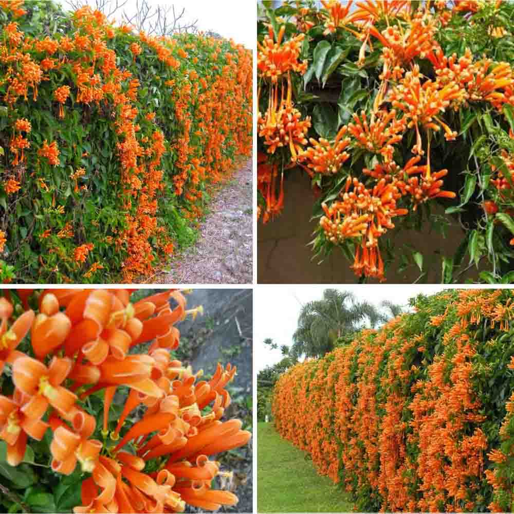 CÂY GIỐNG HOA LEO CHÙM ỚT (HOA LEO RẠNG ĐÔNG, HOA LỬA )