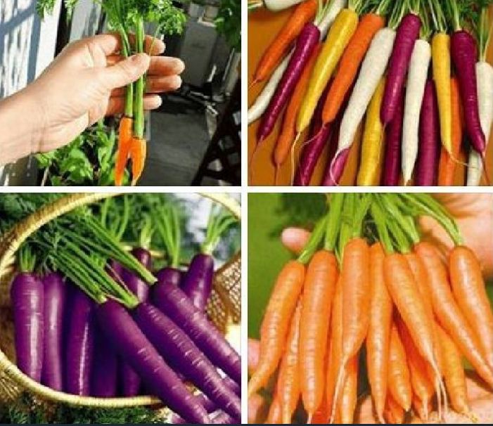 Combo 3 gói hạt giống cà rốt -1 gói cà rốt tím -1 gói cà rốt tín hon-1 gói cà rốt nhiều màu