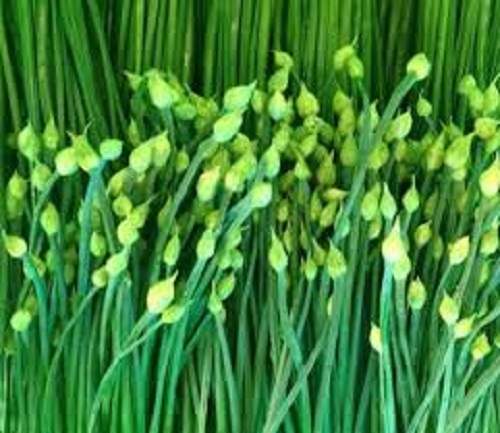 [HCM]HẠT GIỐNG HẸ BÔNG