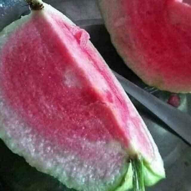 Cây Ổi Ruby ruột đỏ - ổi dưa hấu không hạt ra quả siêu sớm (ảnh thât)