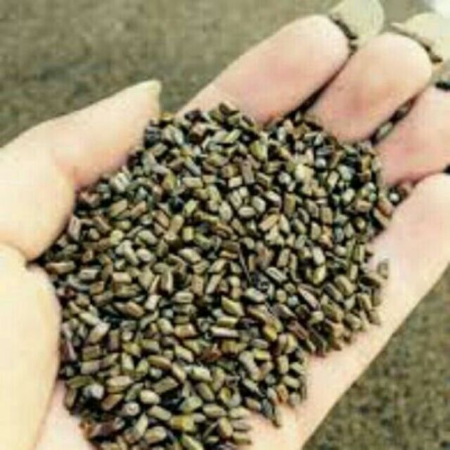 Sỉ toàn quốc 2kg hạt muồng muồng