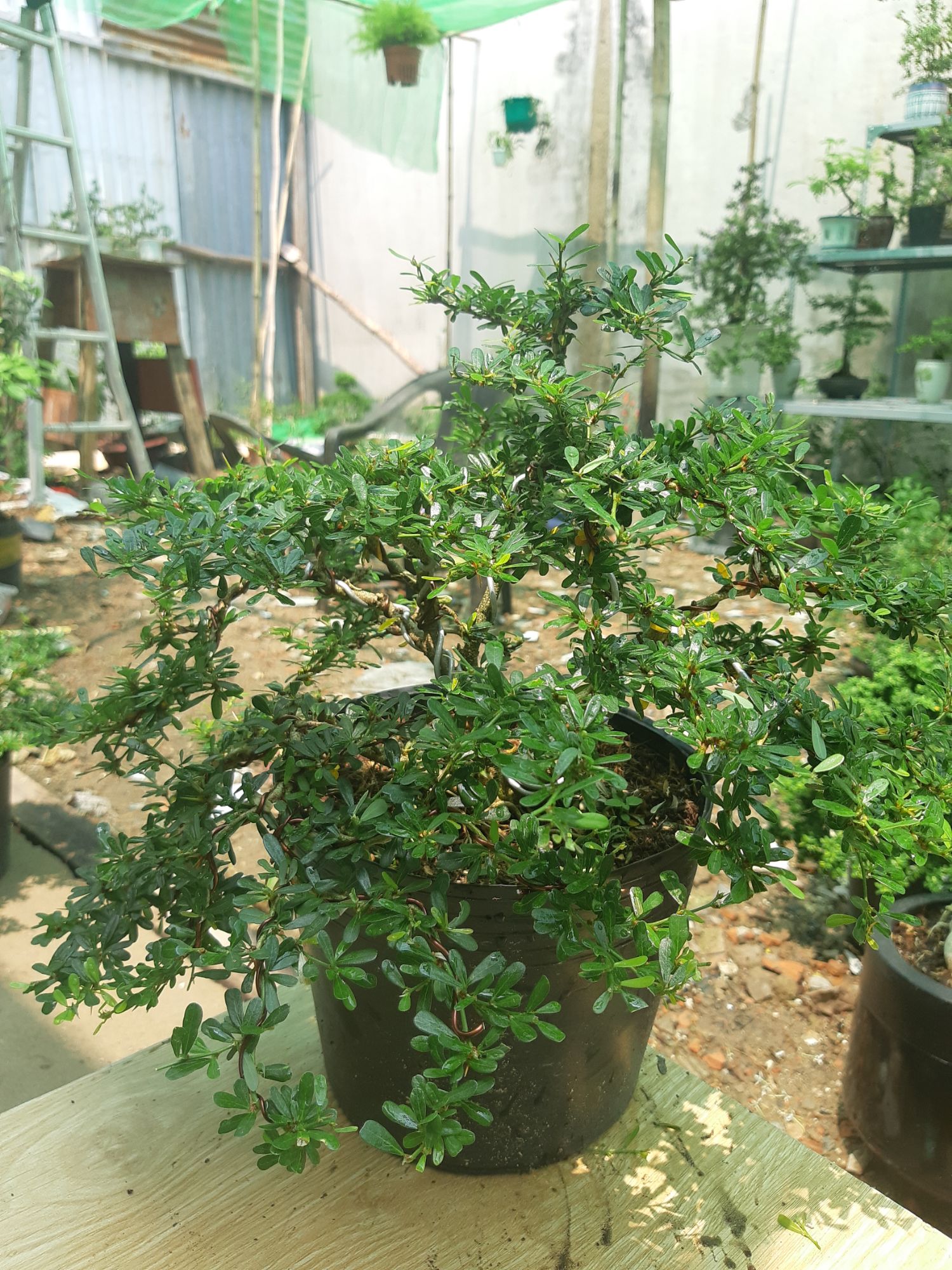 linh sam bonsai dáng đẹp