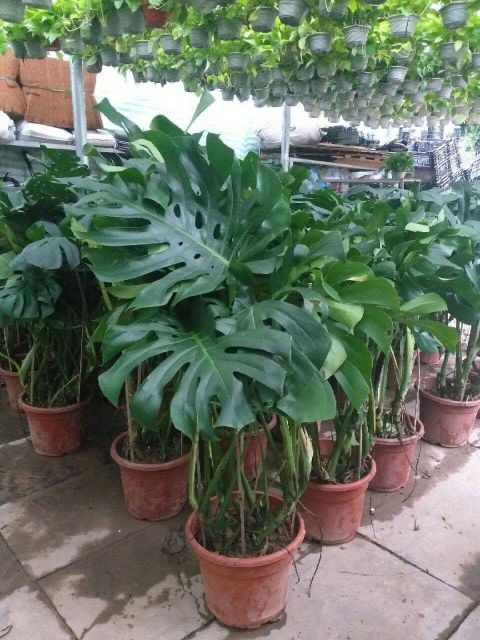 (shop uy tín) Trầu bà Lá Xẻ Nam Mỹ (Monstera deliciosa)