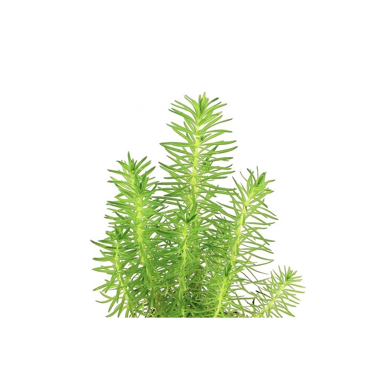 Pogostemon Erectus - Cây Liễu Bông - Cây Thuỷ Sinh
