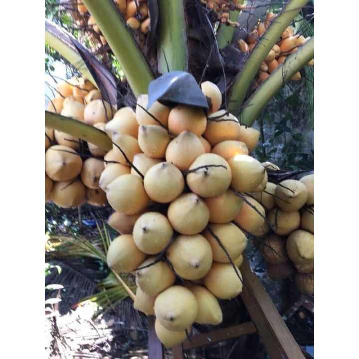 Dừa vàng (dừa tam quan)